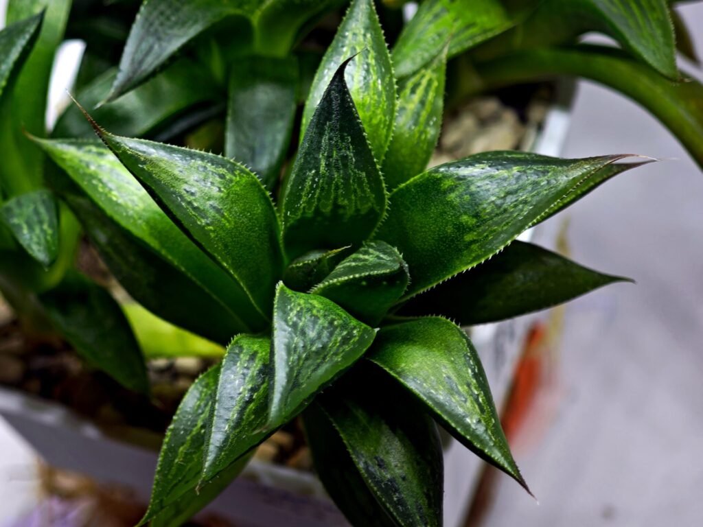 Home 2 Haworthia Seedling MS244 Yuki Keshiki x Cuspidata - 2