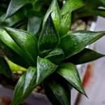 Haworthia Seedling MS244 Yuki Keshiki x Cuspidata - 2
