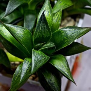 Haworthia Seedling MS244 Yuki Keshiki x Cuspidata - 2
