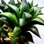 Haworthia Seedling MS244 Yuki Keshiki x Cuspidata - 3