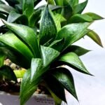 Haworthia Seedling MS244 Yuki Keshiki x Cuspidata - 4