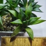 Haworthia Seedling MS246 Yuki Keshiki x Cuspidata - 1