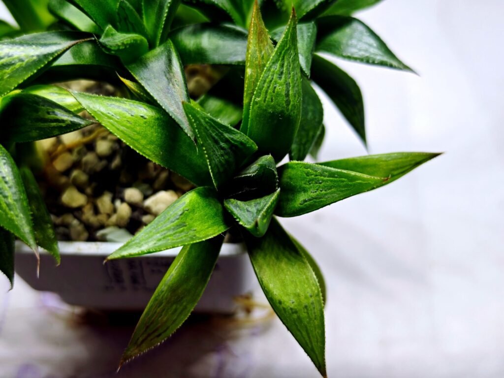 Haworthia Seedling MS246 Yuki Keshiki x Cuspidata - 2