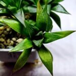 Haworthia Seedling MS246 Yuki Keshiki x Cuspidata - 2