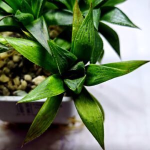 Haworthia Seedling MS246 Yuki Keshiki x Cuspidata - 2