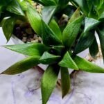 Haworthia Seedling MS246 Yuki Keshiki x Cuspidata - 3