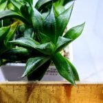 Haworthia Seedling MS247 Yuki Keshiki x Cuspidata - 1