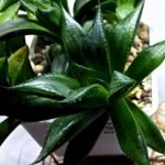 Haworthia Seedling MS247 Yuki Keshiki x Cuspidata - 2