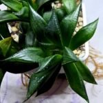 Haworthia Seedling MS247 Yuki Keshiki x Cuspidata - 3