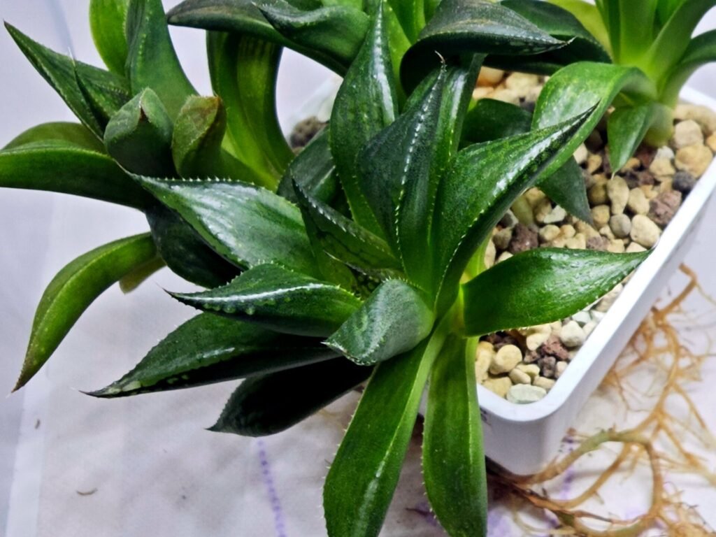 Haworthia Seedling MS247 Yuki Keshiki x Cuspidata - 4