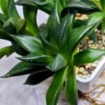 Haworthia Seedling MS247 Yuki Keshiki x Cuspidata - 4