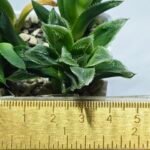 Haworthia Seedling MS356 Betsu Yamada x Maya Nishiki - 4