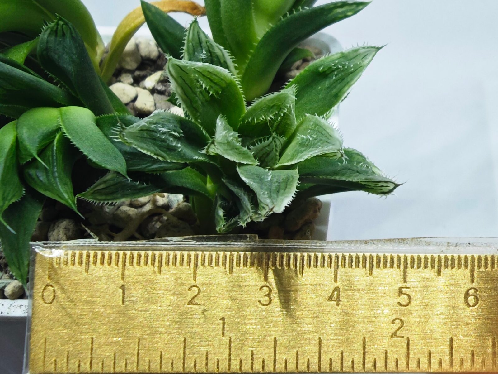 Haworthia Seedling MS356 Betsu Yamada x Maya Nishiki - 4