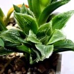 Haworthia Seedling MS356 Betsu Yamada x Maya Nishiki - 1