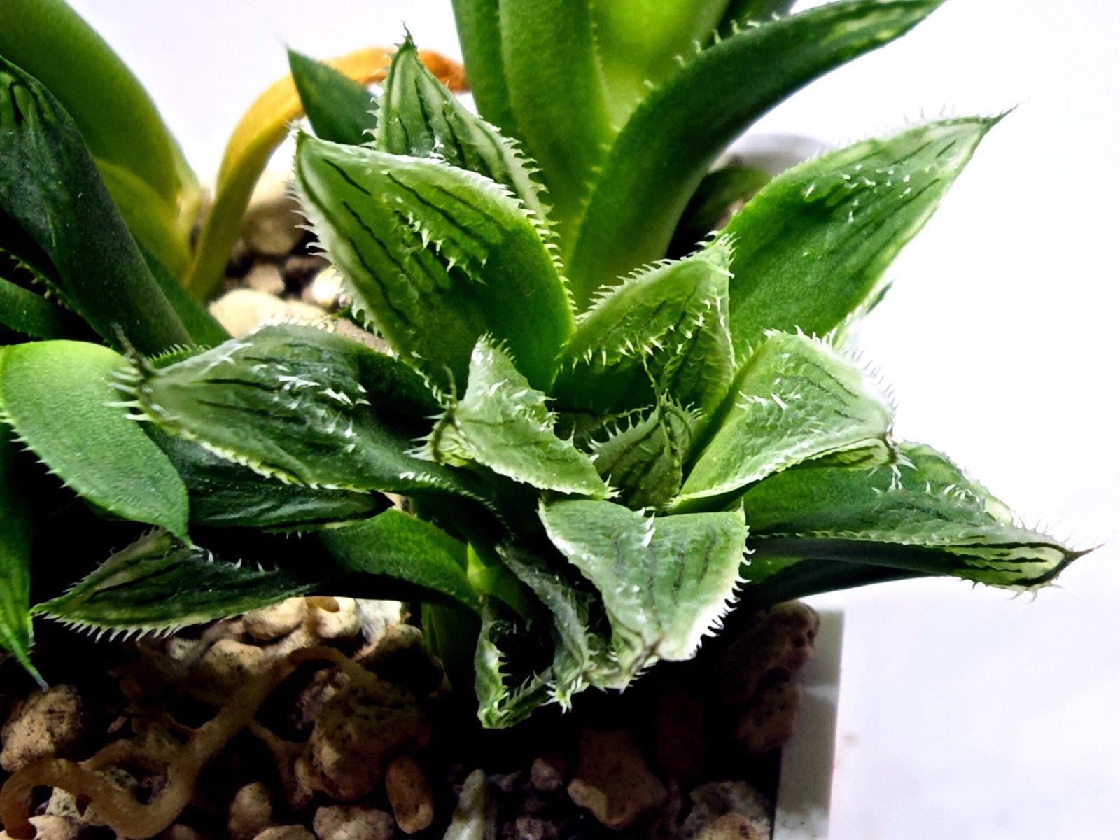 Haworthia Seedling MS356 Betsu Yamada x Maya Nishiki - 1