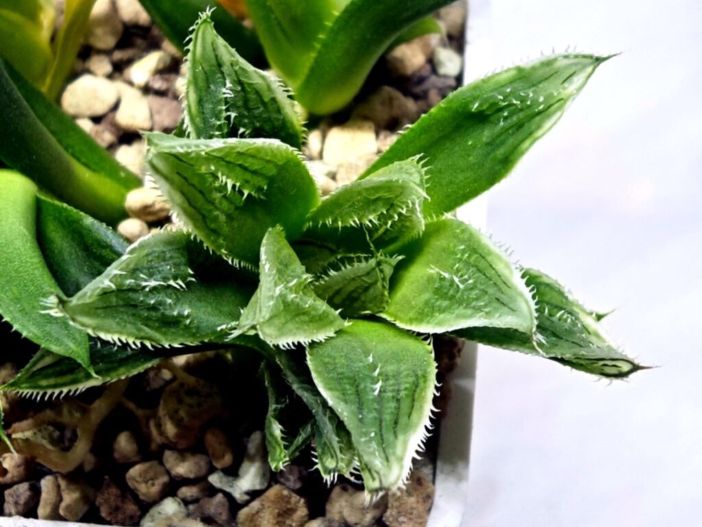 Home 7 Haworthia Seedling MS356 Betsu Yamada x Maya Nishiki - 2