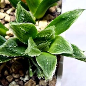 Haworthia Seedling MS356 Betsu Yamada x Maya Nishiki - 2
