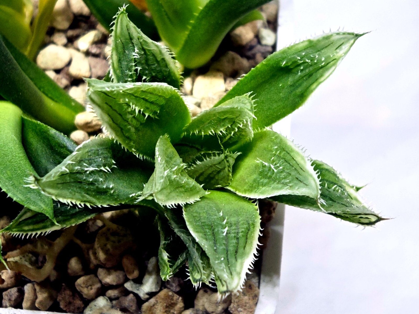 Haworthia Seedling MS356 Betsu Yamada x Maya Nishiki - 2