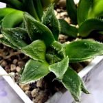Haworthia Seedling MS356 Betsu Yamada x Maya Nishiki - 3