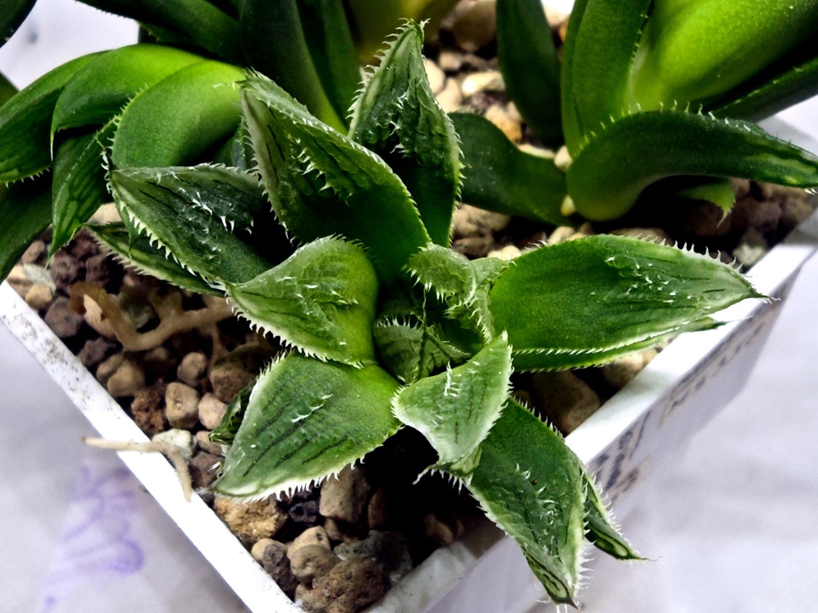 Haworthia Seedling MS356 Betsu Yamada x Maya Nishiki - 3