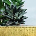 Haworthia Seedling MS349 Audrey Splendens x Kohaku Obtusa - 1