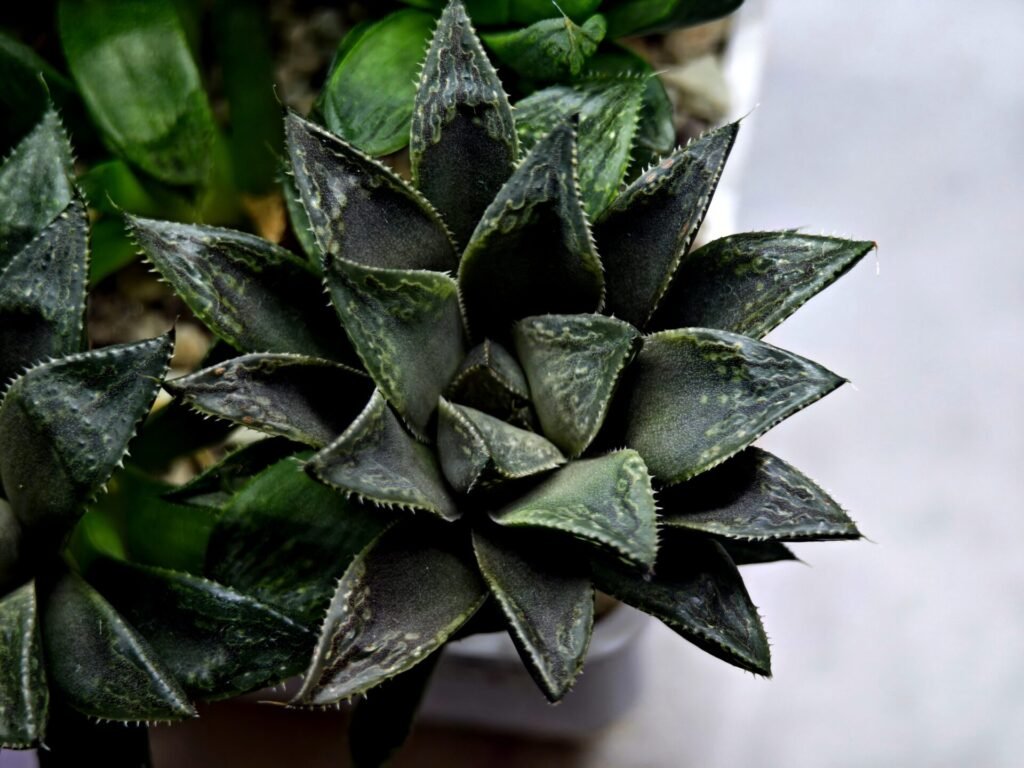 Home 3 Haworthia Seedling MS349 Audrey Splendens x Kohaku Obtusa - 2