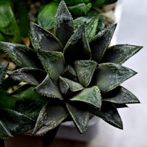 Haworthia Seedling MS349 Audrey Splendens x Kohaku Obtusa - 2