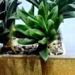 Haworthia Seedling MS351 Betsu Yamada x Obtusa Comptoniana - 1
