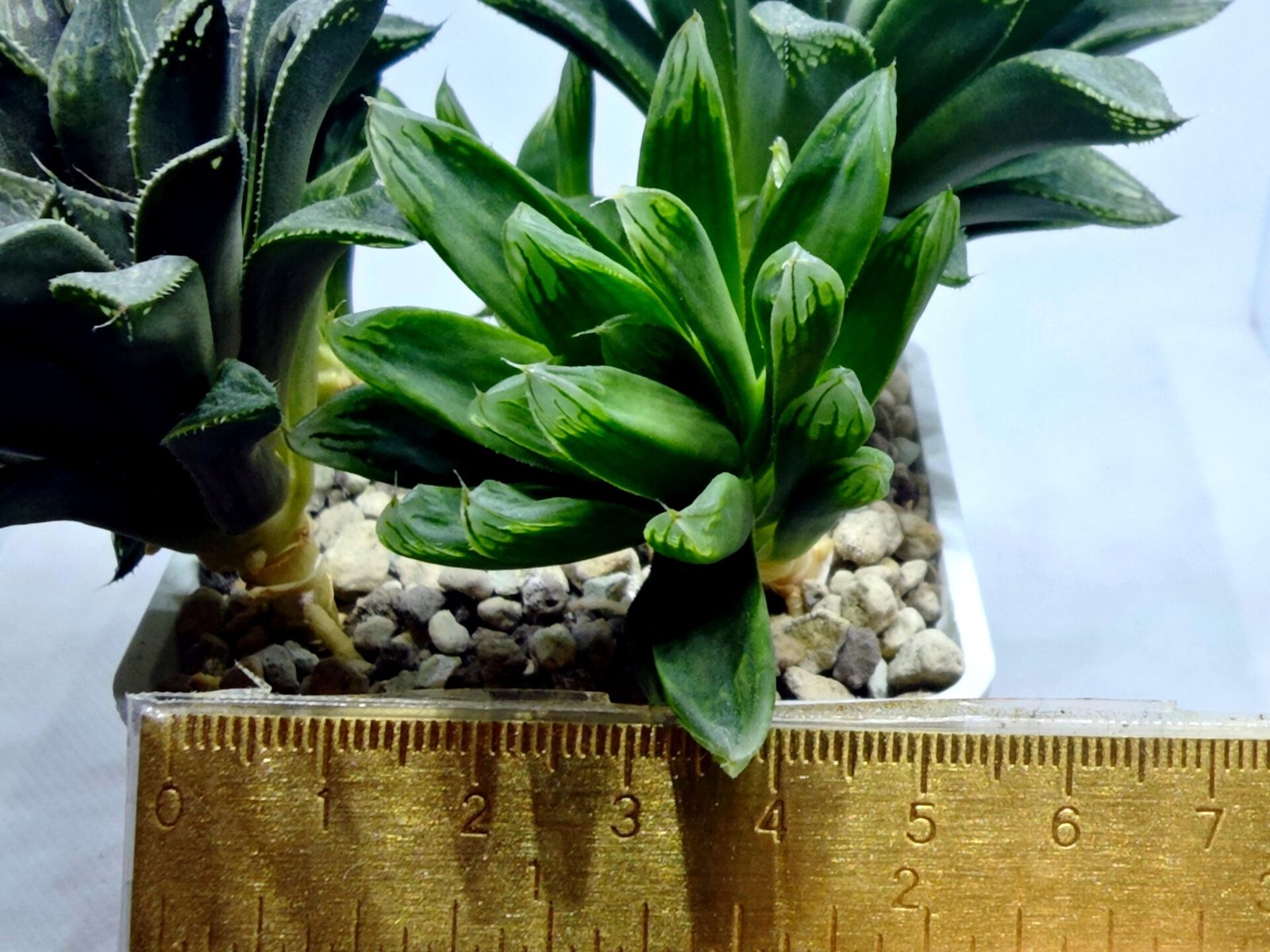 Haworthia Seedling MS351 Betsu Yamada x Obtusa Comptoniana - 1