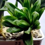 Haworthia Seedling MS351 Betsu Yamada x Obtusa Comptoniana - 2