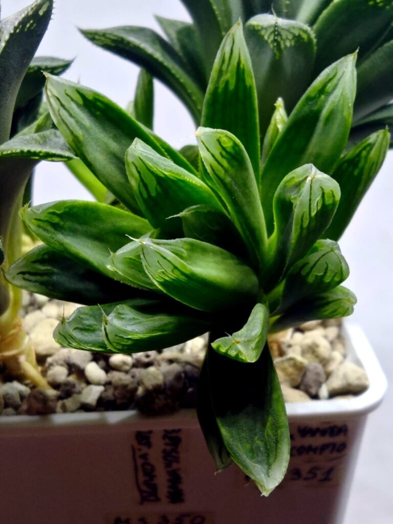 Home 6 Haworthia Seedling MS351 Betsu Yamada x Obtusa Comptoniana - 2