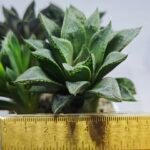 Haworthia Seedling MS352 Audrey Splendens x Kohaku Obtusa - 1