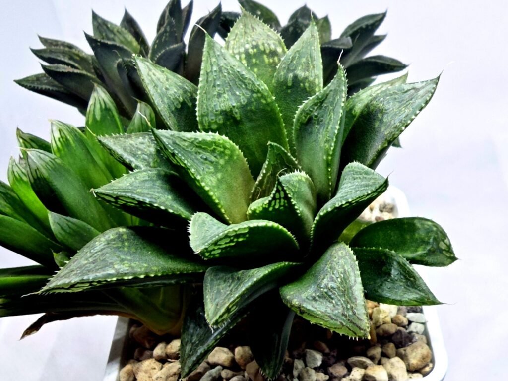 Home 5 Haworthia Seedling MS352 Audrey Splendens x Kohaku Obtusa - 2