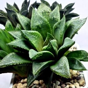 Haworthia Seedling MS352 Audrey Splendens x Kohaku Obtusa - 2