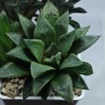 Haworthia Seedling MS352 Audrey Splendens x Kohaku Obtusa - 3