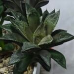 Haworthia Seedling MS353 Audrey Splendens x Kohaku Obtusa - 1