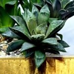 Haworthia Seedling MS353 Audrey Splendens x Kohaku Obtusa - 2