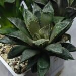 Haworthia Seedling MS353 Audrey Splendens x Kohaku Obtusa - 3