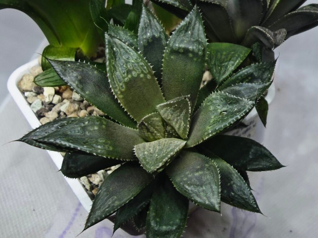 Home 4 Haworthia Seedling MS353 Audrey Splendens x Kohaku Obtusa - 4