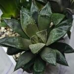 Haworthia Seedling MS353 Audrey Splendens x Kohaku Obtusa - 4