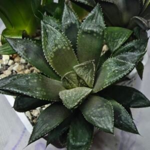 Haworthia Seedling MS353 Audrey Splendens x Kohaku Obtusa - 4