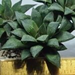 Haworthia Seedling MS347 Audrey Splendens x Kohaku Obtusa - 1