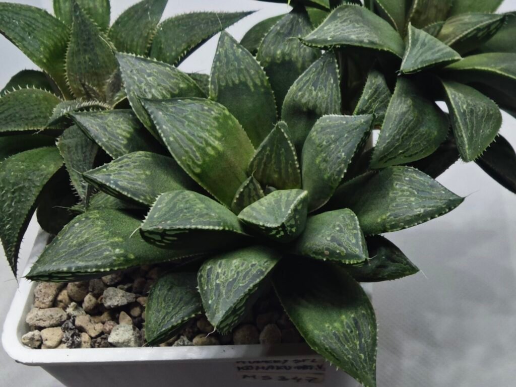 Home 2 Haworthia Seedling MS347 Audrey Splendens x Kohaku Obtusa - 2