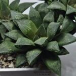 Haworthia Seedling MS347 Audrey Splendens x Kohaku Obtusa - 2