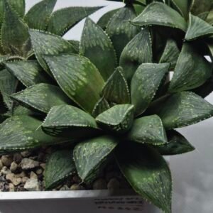 Haworthia Seedling MS347 Audrey Splendens x Kohaku Obtusa - 2
