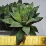 Haworthia Seedling MS348 Audrey Splendens x Kohaku Obtusa - 1