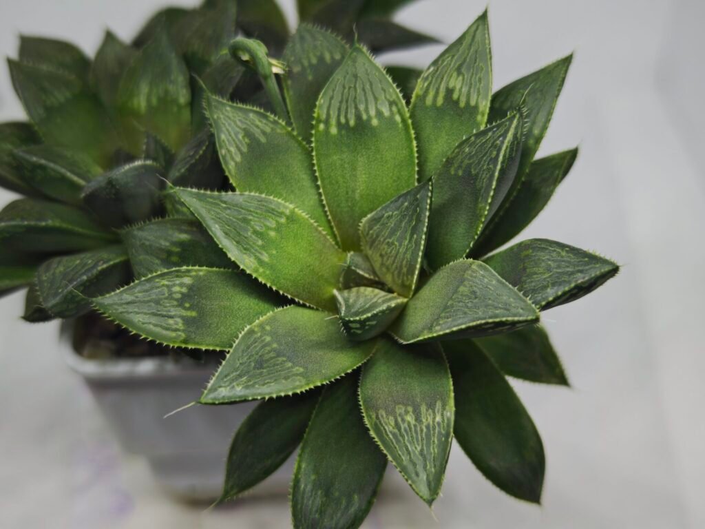 Home 1 Haworthia Seedling MS348 Audrey Splendens x Kohaku Obtusa - 2