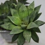 Haworthia Seedling MS348 Audrey Splendens x Kohaku Obtusa - 2