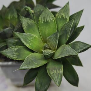 Haworthia Seedling MS348 Audrey Splendens x Kohaku Obtusa - 2