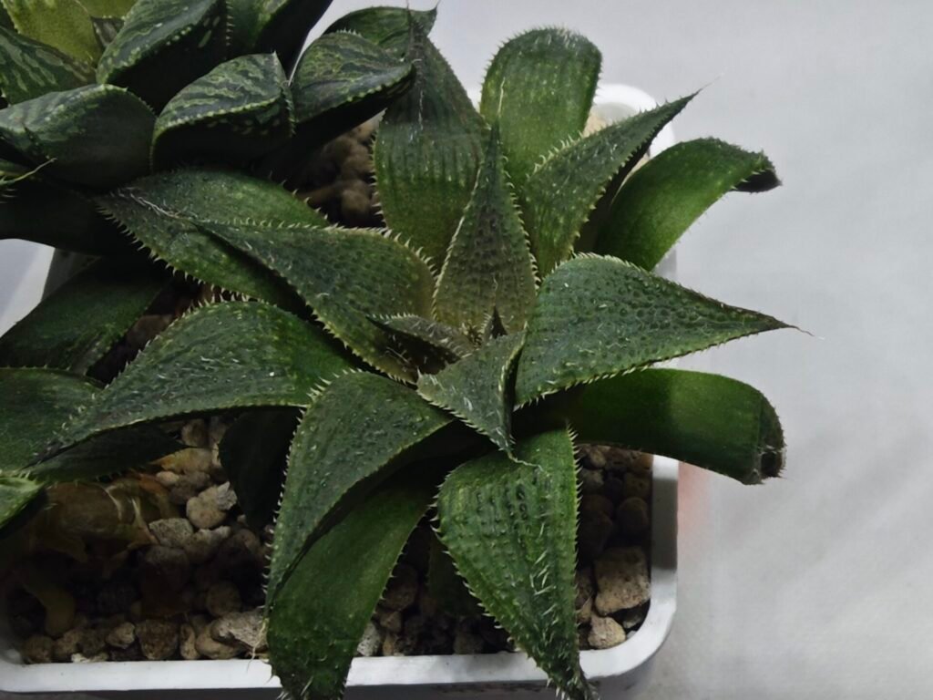 Home 3 Haworthia Seedling MS345 Koibito Splendens x Emelyae Badia - 1
